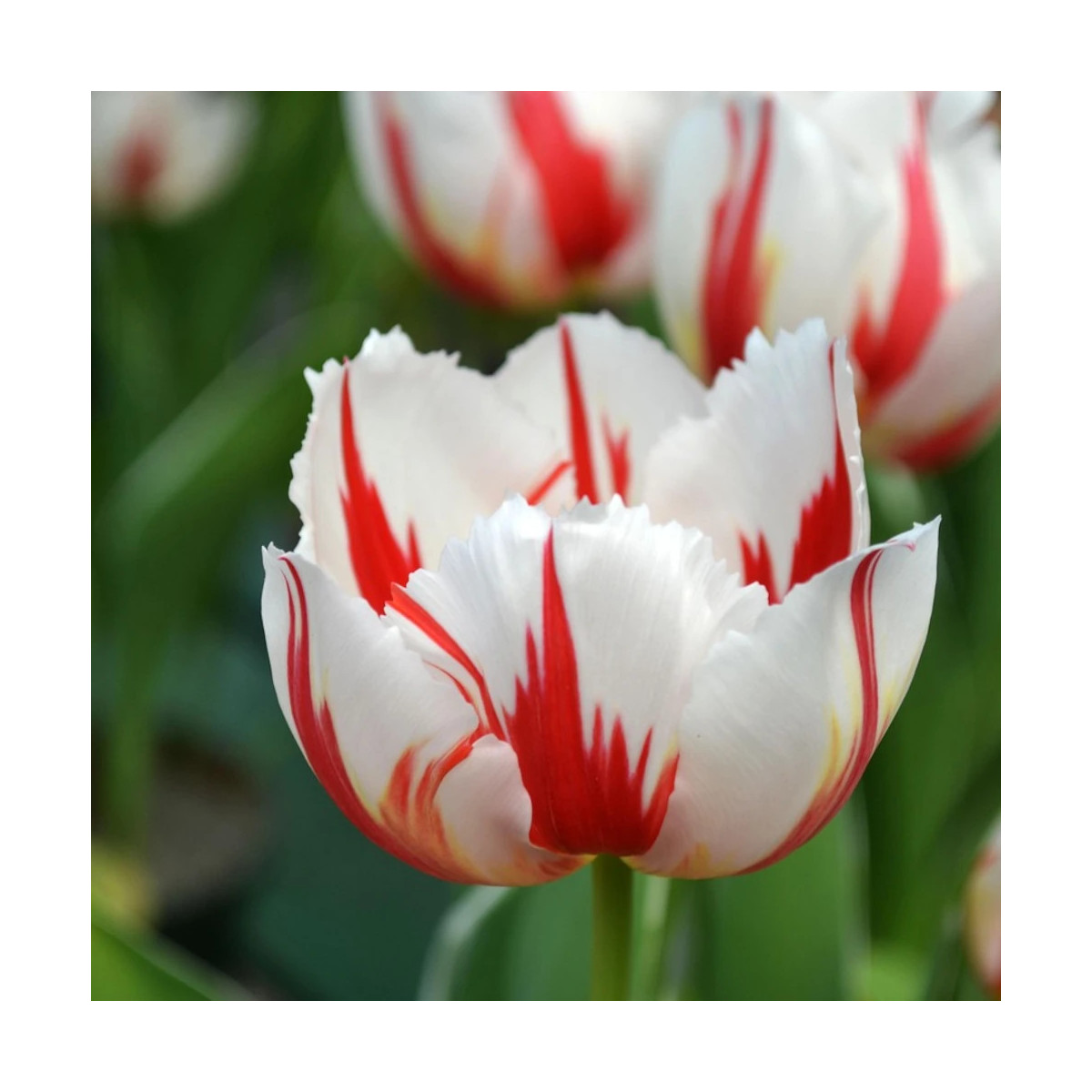 Bulbe de Tulipe Triomphe Happy Gener Bulbe de Tulipe Triomphe Happy Gener
