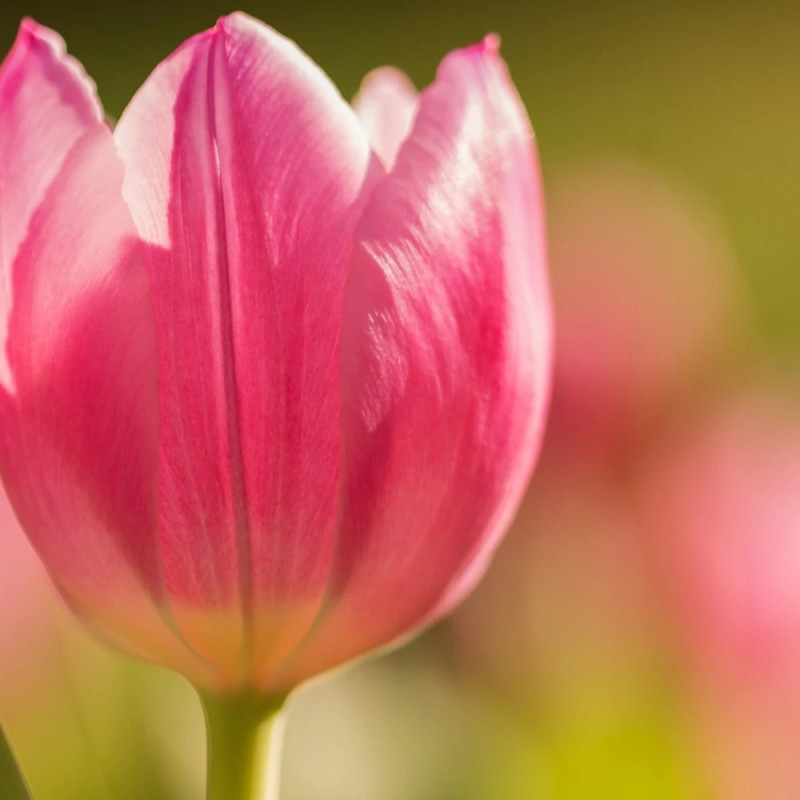 Bulbe de Tulipe Triomphe Mistress