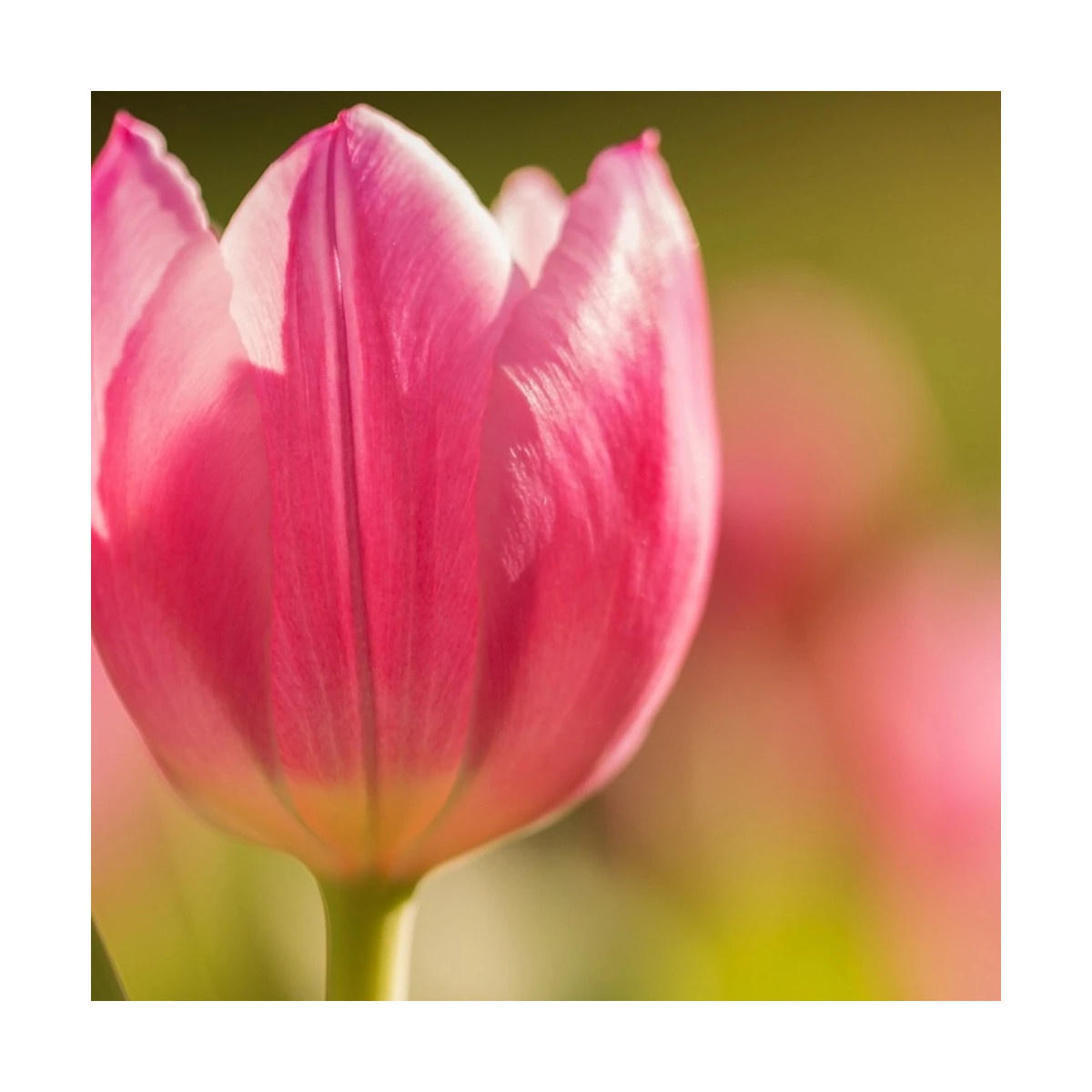 Bulbe de Tulipe Triomphe Mistress Bulbe de Tulipe Triomphe Mistress