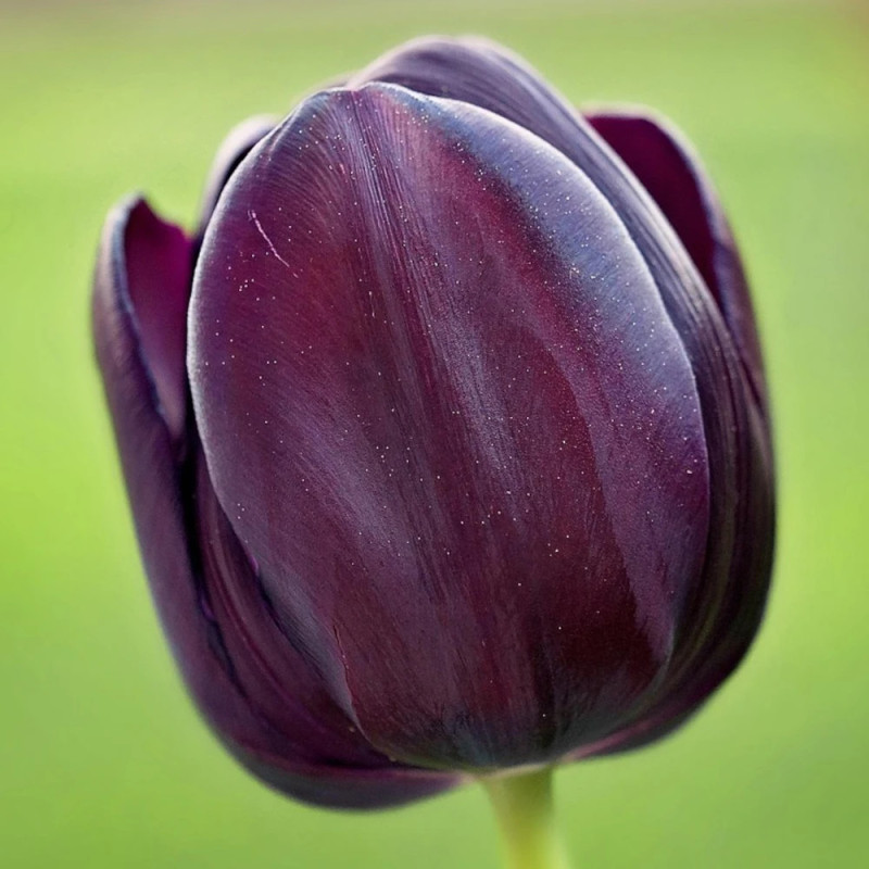 Bulbe de Tulipe Triomphe Ronaldo
