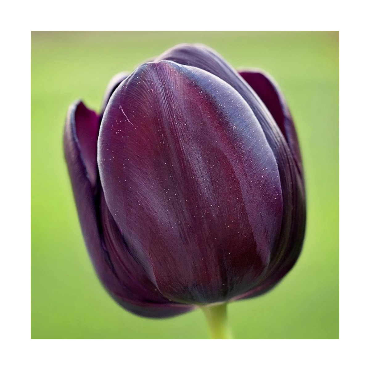 Bulbe de Tulipe Triomphe Ronaldo