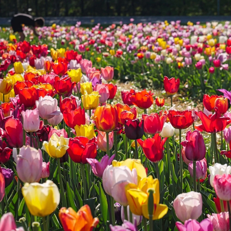 Bulbe de Tulipe Triomphe Varié