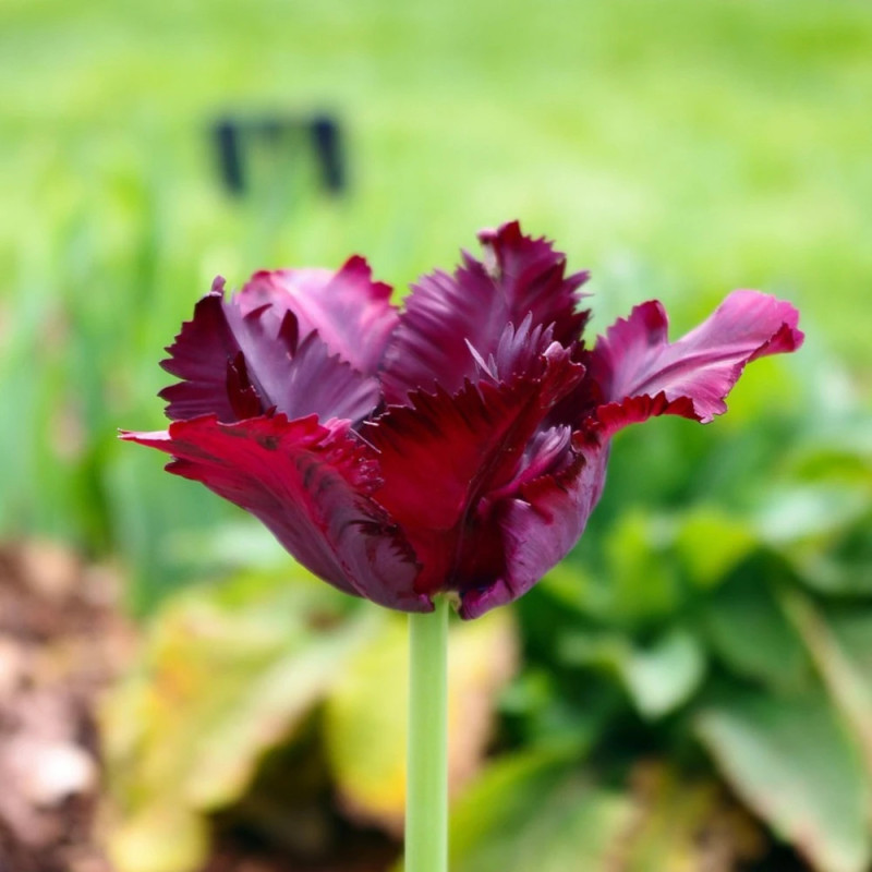 Bulbe de Tulipe Perroquet Black Parrot