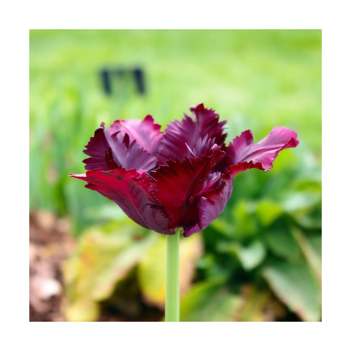 Bulbe de Tulipe Perroquet Black Parrot