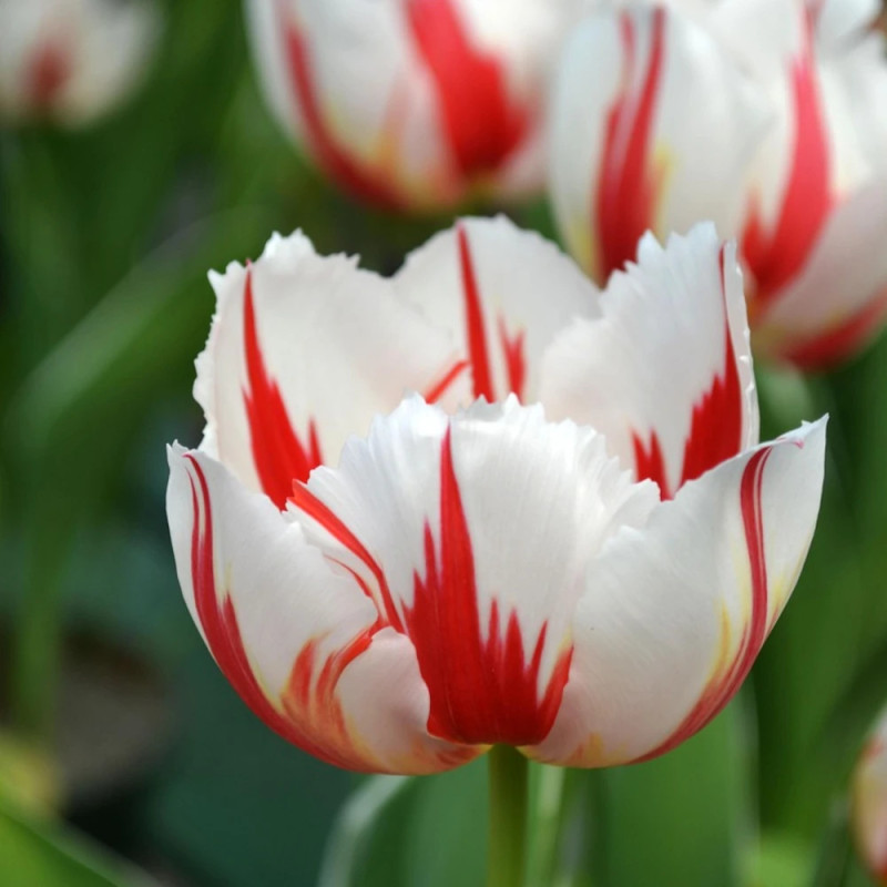 Bulbe de Tulipe Perroquet Estrella