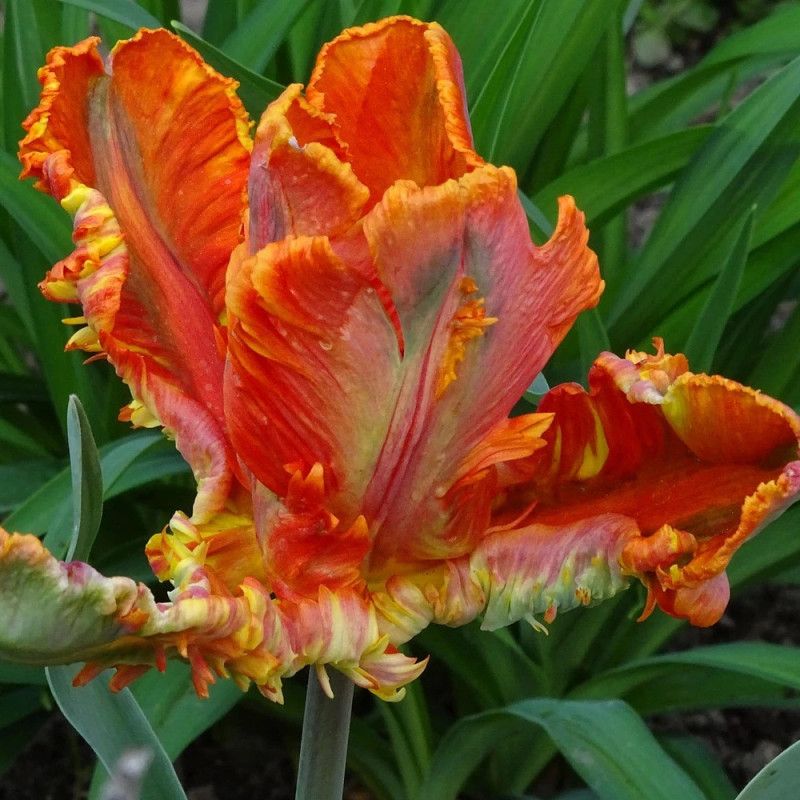 Bulbe de Tulipe Perroquet Flower Power