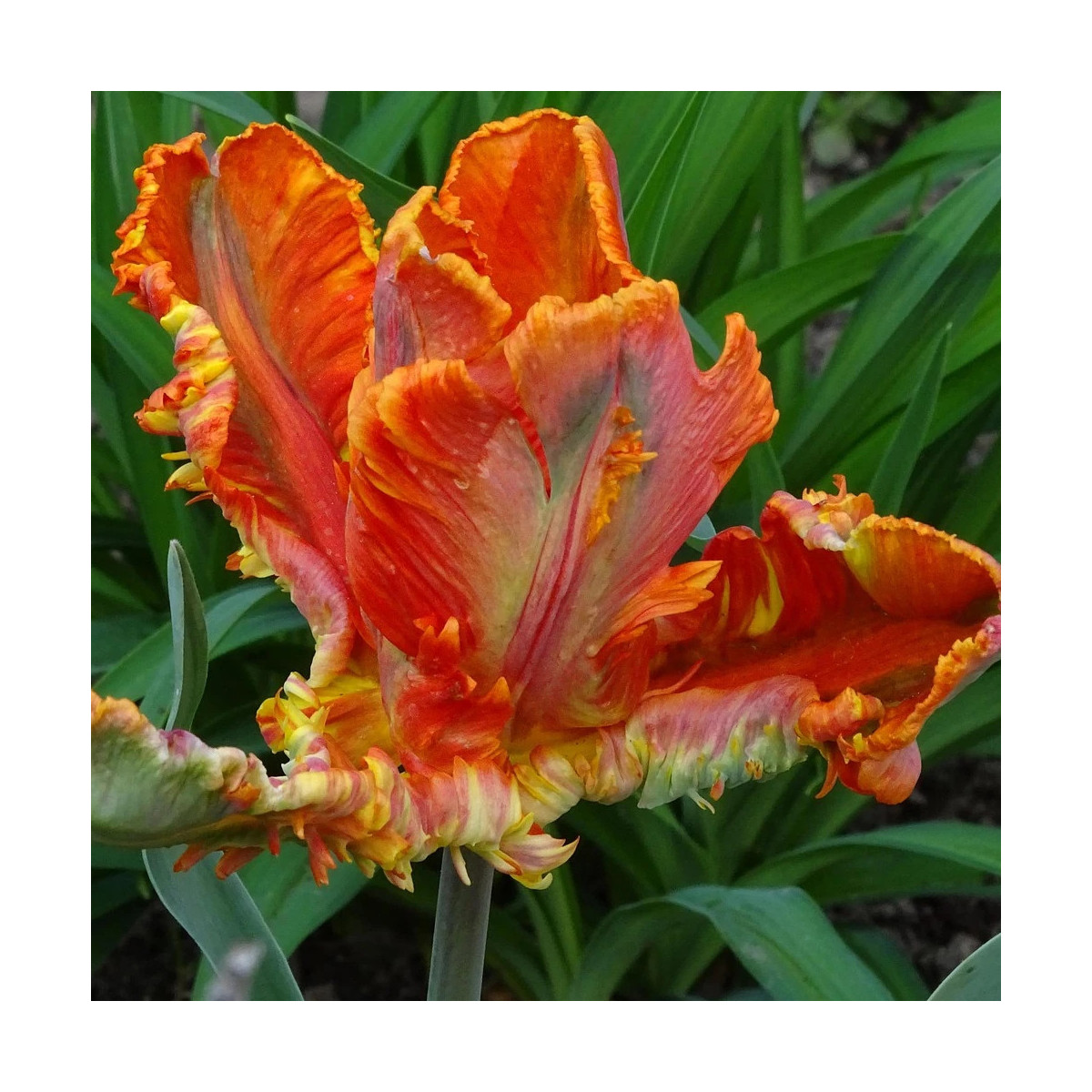 Bulbe de Tulipe Perroquet Flower Power