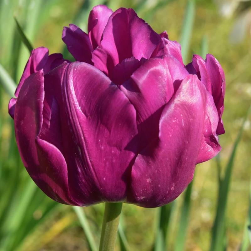 Bulbe de Tulipe Perroquet Parrot Prince