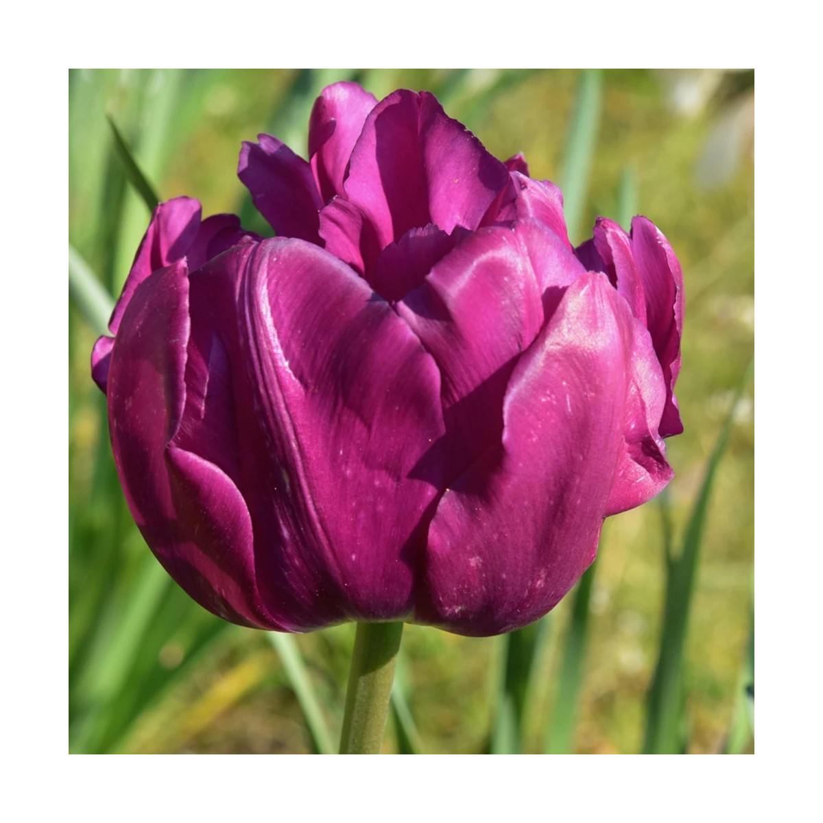 Bulbe de Tulipe Perroquet Parrot Prince