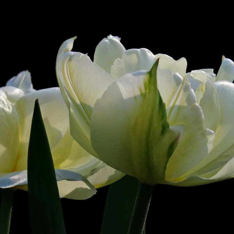 Bulbe de Tulipe Perroquet Super Parrot