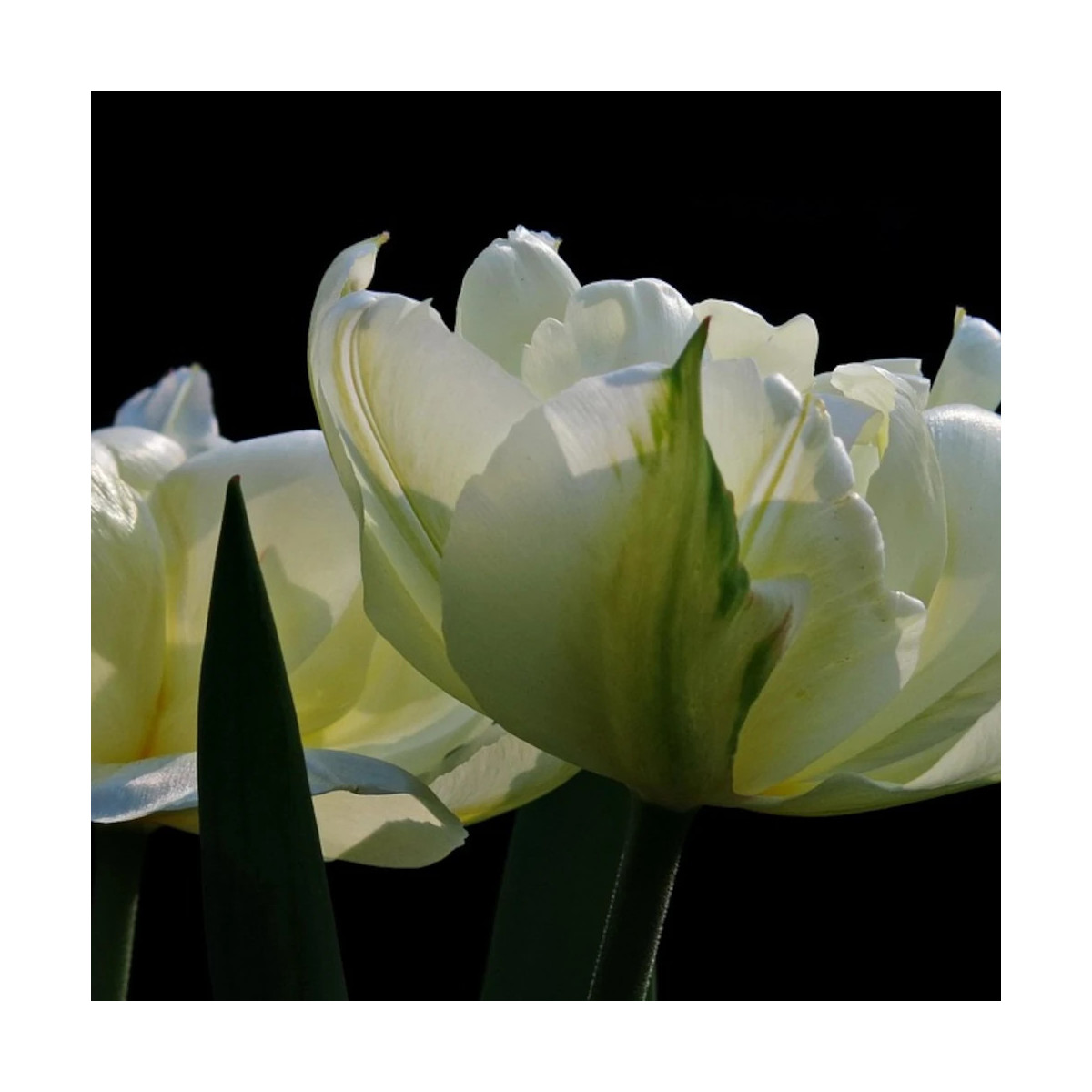 Bulbe de Tulipe Perroquet Super Parrot
