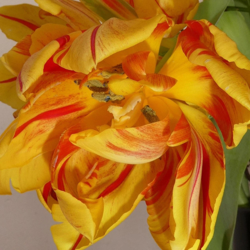 Bulbe de Tulipe Perroquet Texas Flame