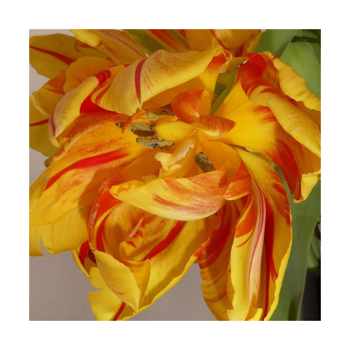 Bulbe de Tulipe Perroquet Texas Flame Bulbe de Tulipe Perroquet Texas Flame