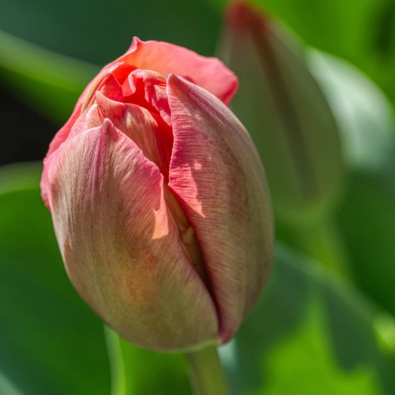 Bulbe de Tulipe viridiflora Artist