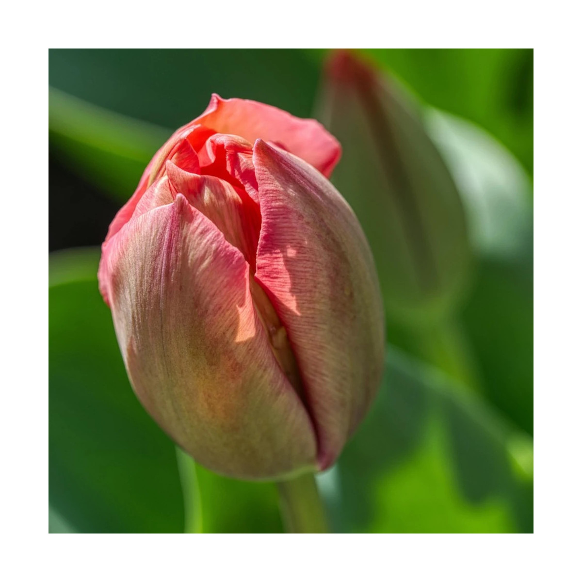Bulbe de Tulipe viridiflora Artist