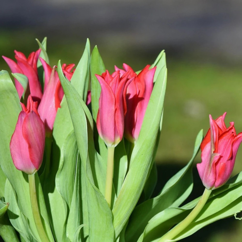Bulbe de Tulipe viridiflora Doll's Minuet
