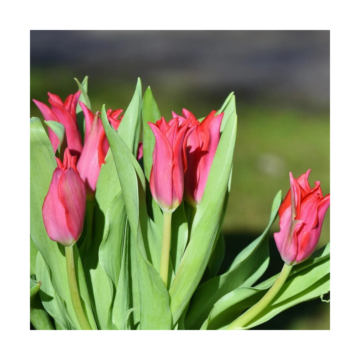 Bulbe de Tulipe viridiflora Doll's Minuet Bulbe de Tulipe viridiflora Doll's Minuet
