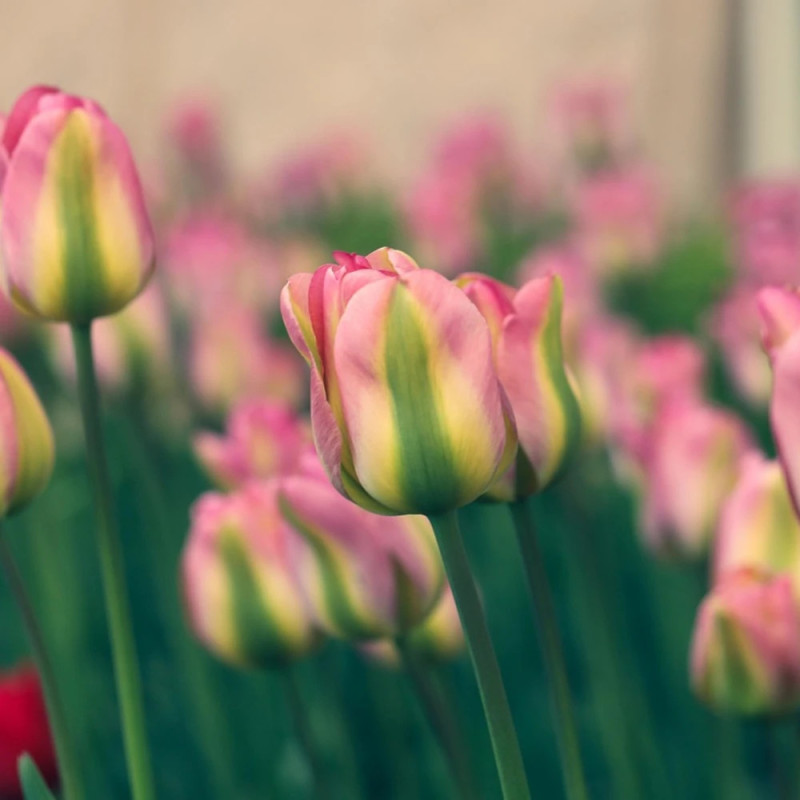 Bulbe de Tulipe viridiflora Groenland