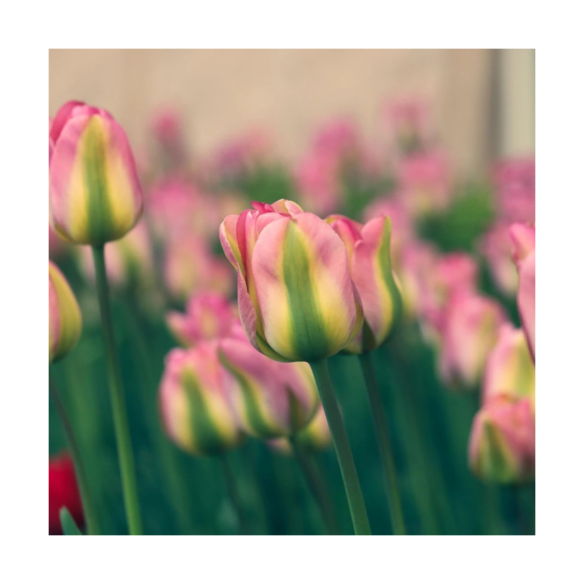 Bulbe de Tulipe viridiflora Groenland