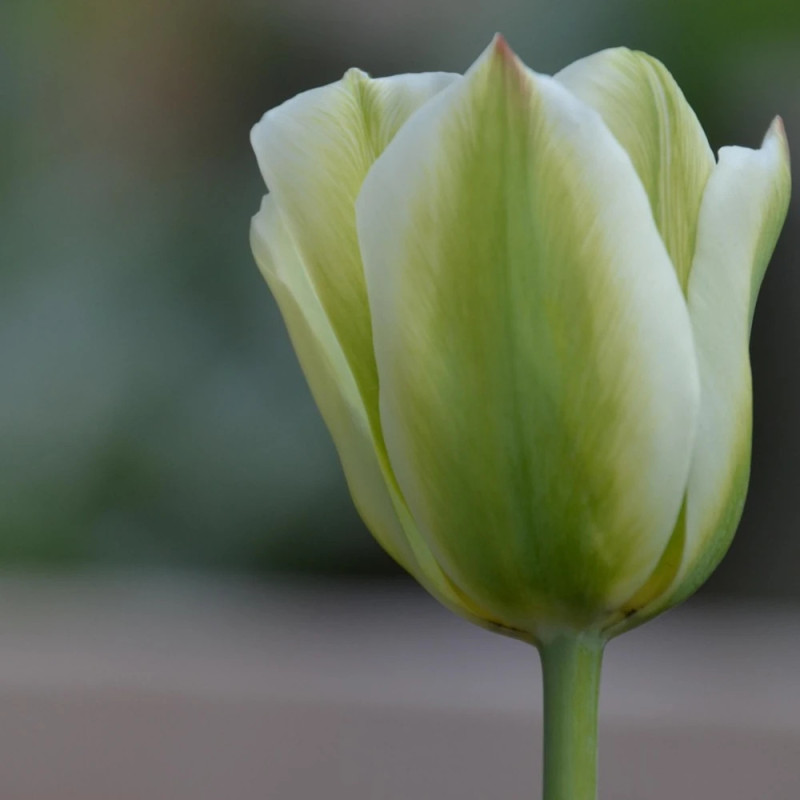 Bulbe de Tulipe viridiflora Spring Green