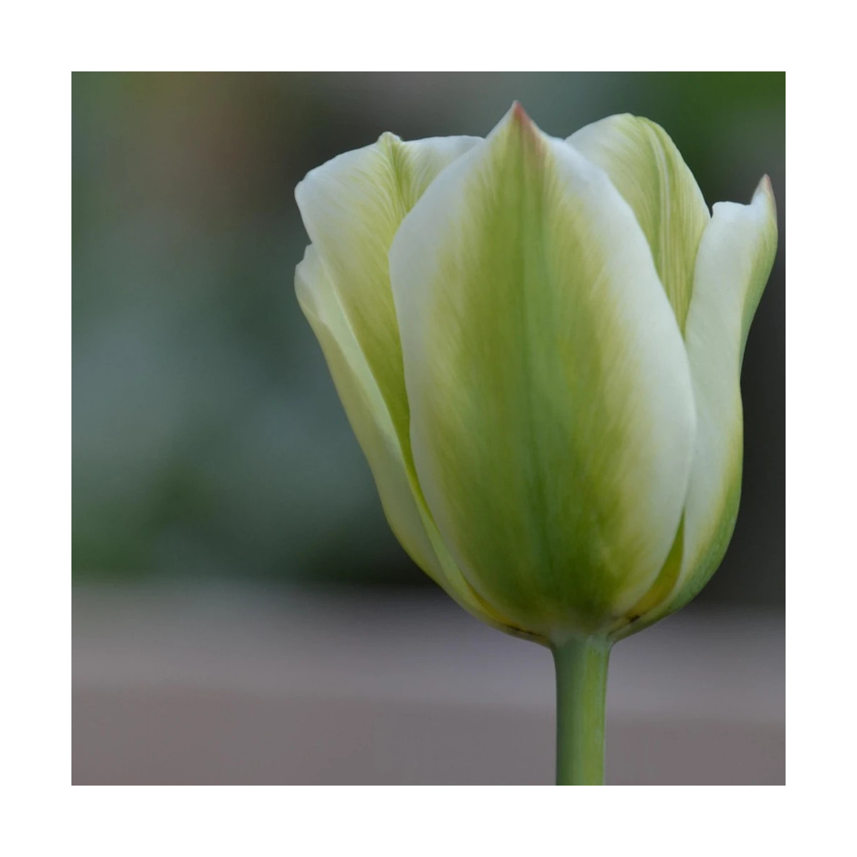 Bulbe de Tulipe viridiflora Spring Green