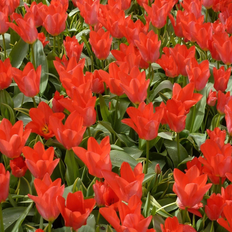 Bulbe de Tulipe Fleur de lis Ballerina