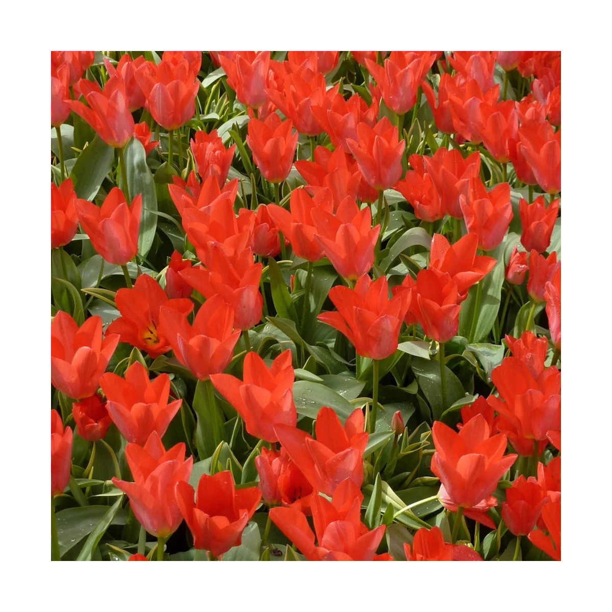 Bulbe de Tulipe Fleur de lis Ballerina