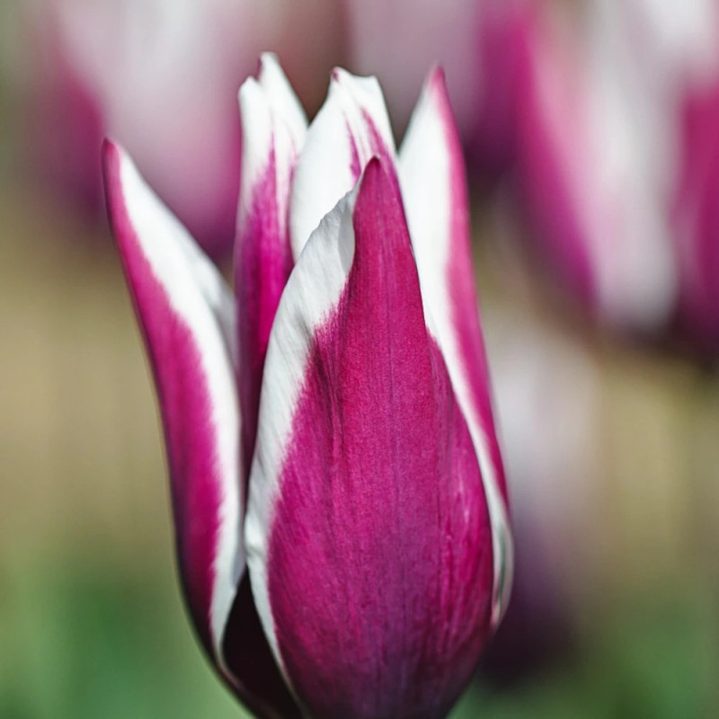 Bulbe de Tulipe Fleur de lis Claudia