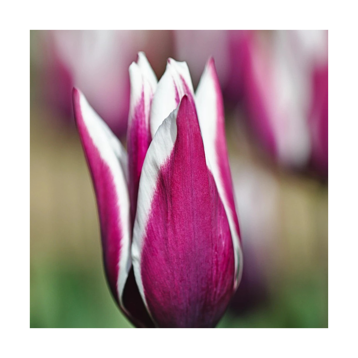 Bulbe de Tulipe Fleur de lis Claudia