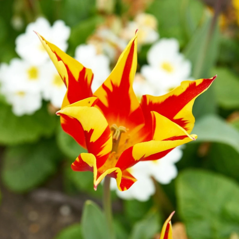Bulbe de Tulipe Fleur de lis Fly Away