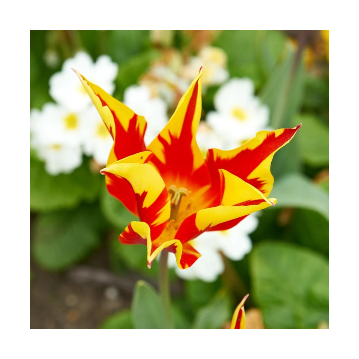 Bulbe de Tulipe Fleur de lis Fly Away