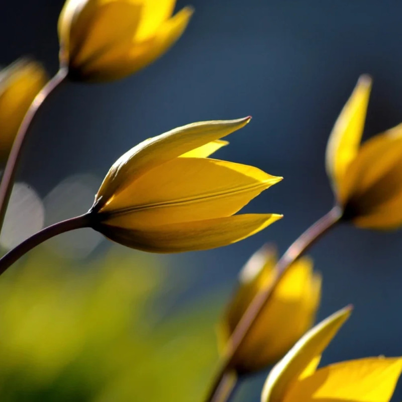 Bulbe de Tulipe Fleur de lis La Perla