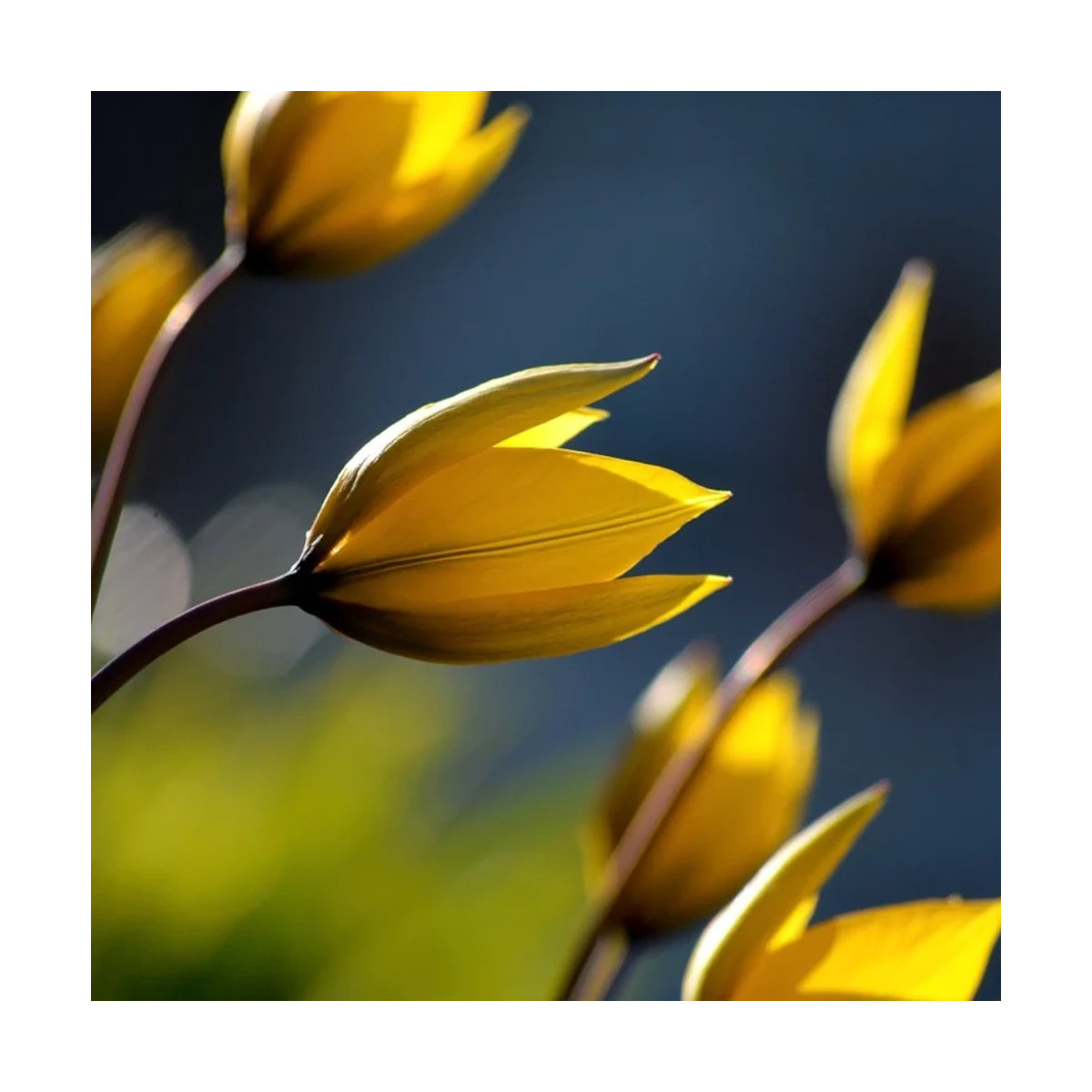 Bulbe de Tulipe Fleur de lis La Perla
