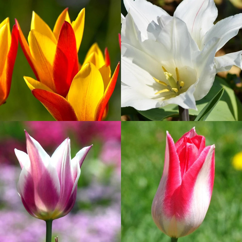 Bulbe de Tulipe Fleur de lis variées