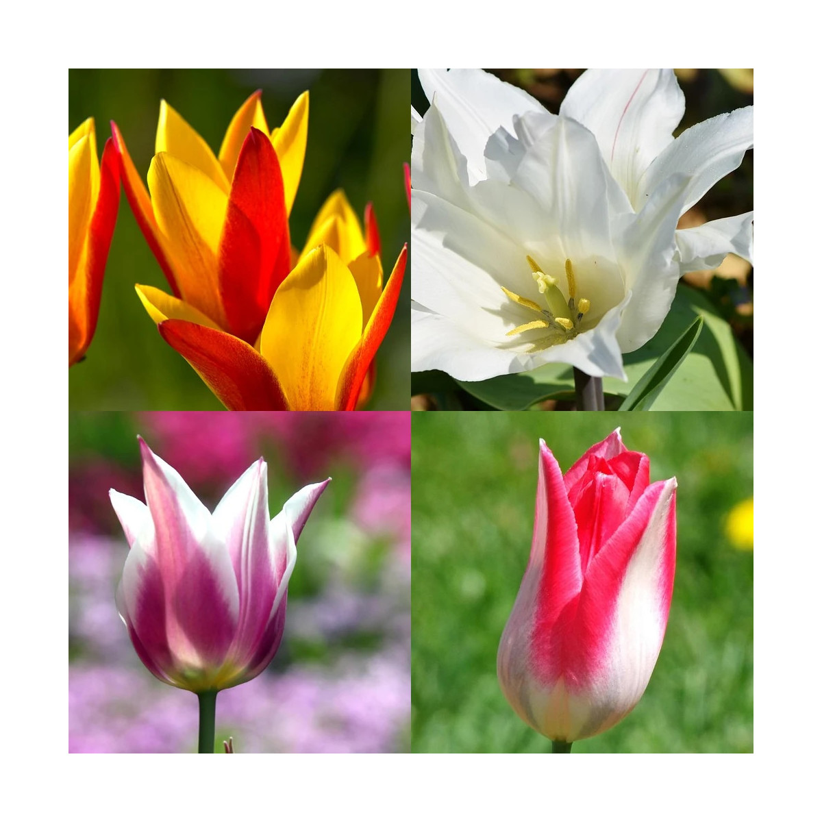 Bulbe de Tulipe Fleur de lis variées Bulbe de Tulipe Fleur de lis variées