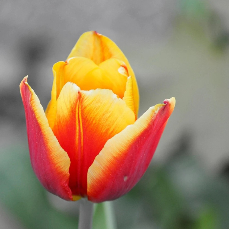 Bulbe de Tulipe Simple Tardive Blushing Lady