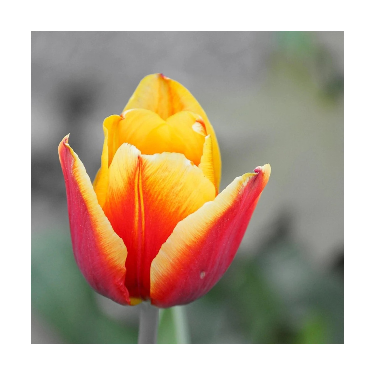 Bulbe de Tulipe Simple Tardive Blushing Lady