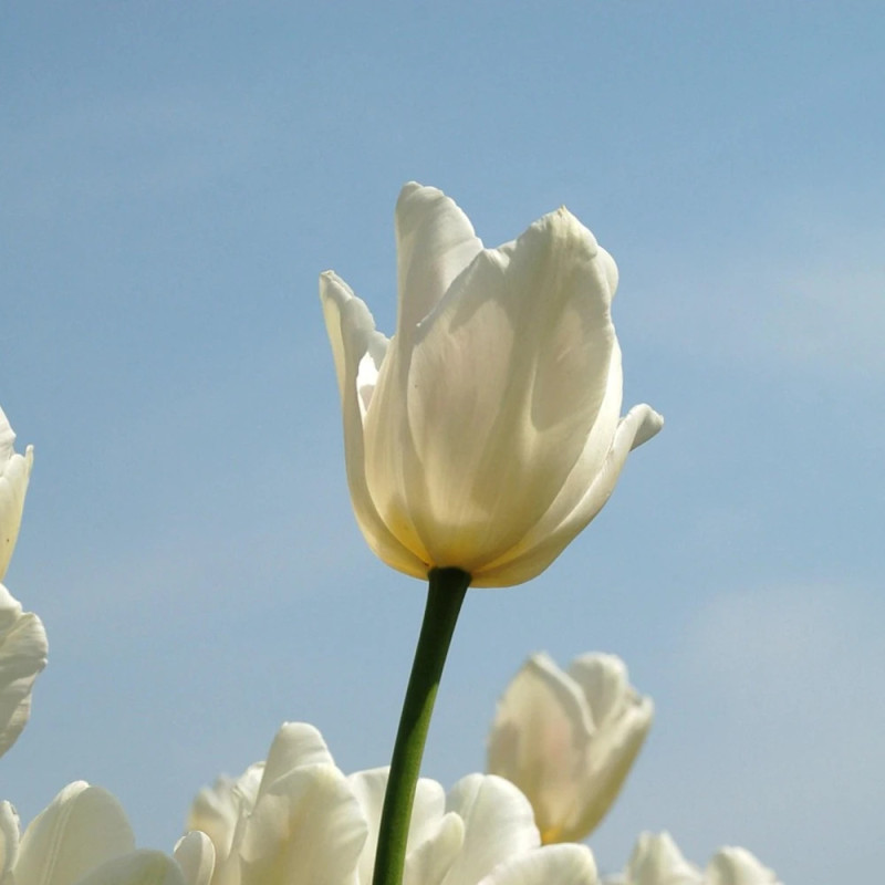 Bulbe de Tulipe Simple Tardive Clearwater
