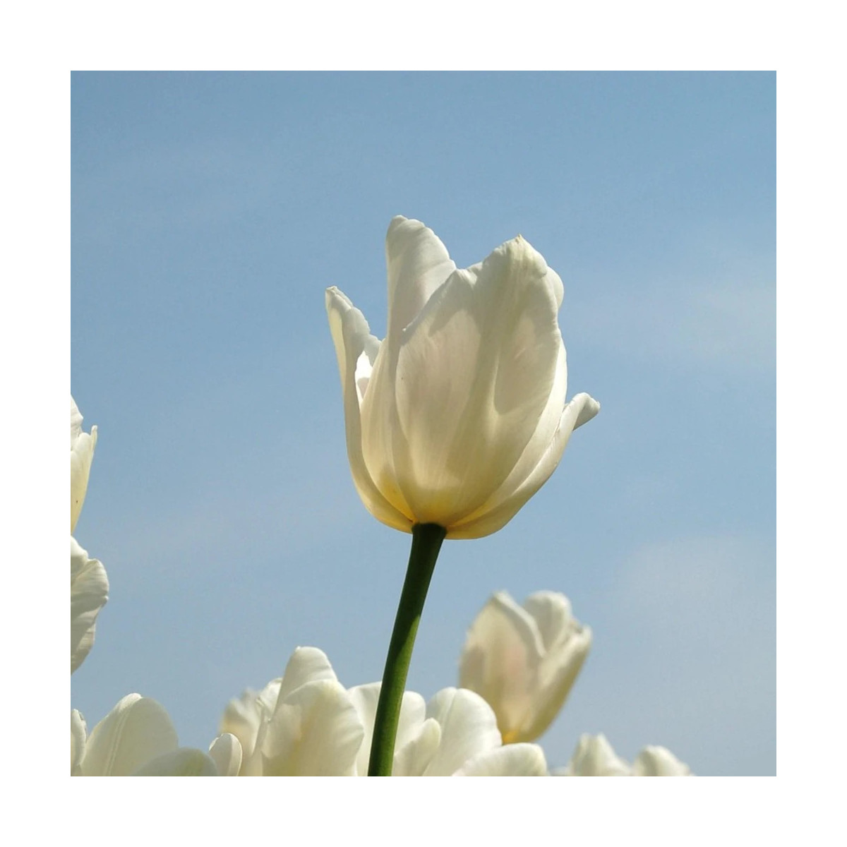 Bulbe de Tulipe Simple Tardive Clearwater Bulbe de Tulipe Simple Tardive Clearwater