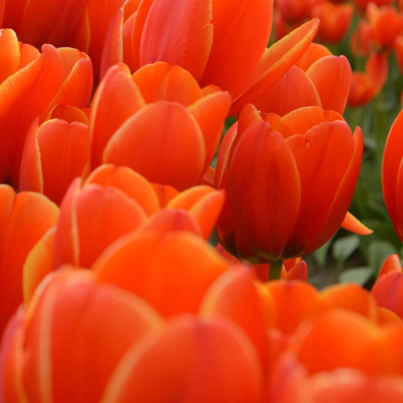 Bulbe de Tulipe Simple Tardive Dordogne