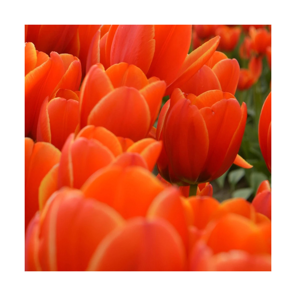Bulbe de Tulipe Simple Tardive Dordogne