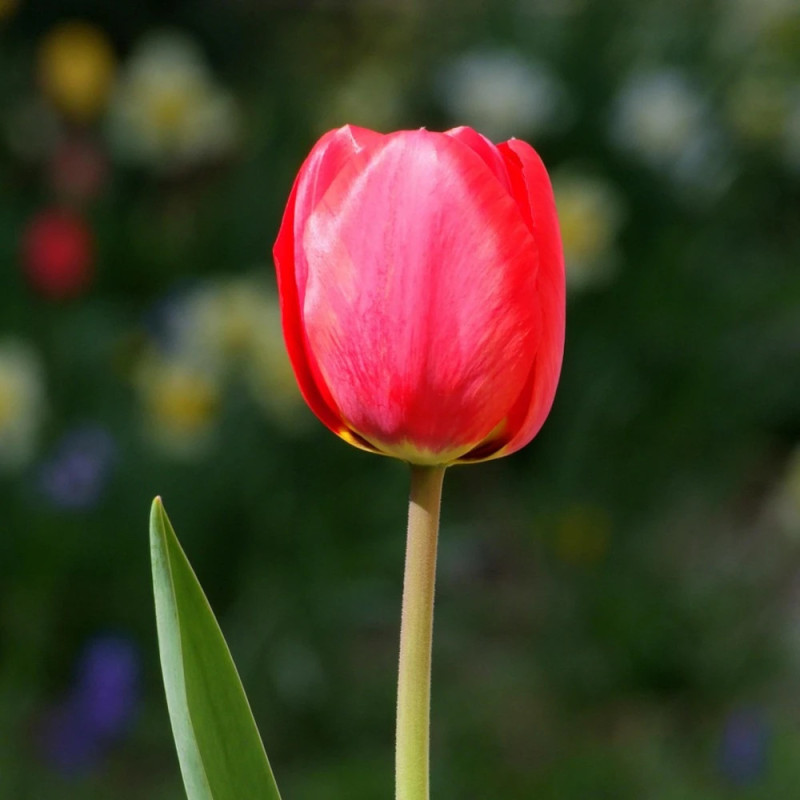 Bulbe de Tulipe Simple Tardive Kingsblood