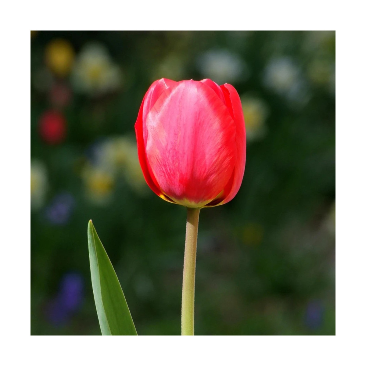 Bulbe de Tulipe Simple Tardive Kingsblood