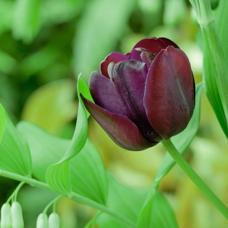 Bulbe de Tulipe Simple Tardive Reine de la Nuit