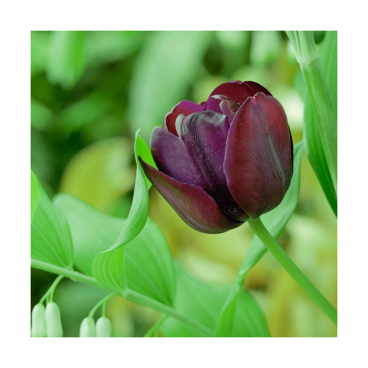 Bulbe de Tulipe Simple Tardive Reine de la Nuit