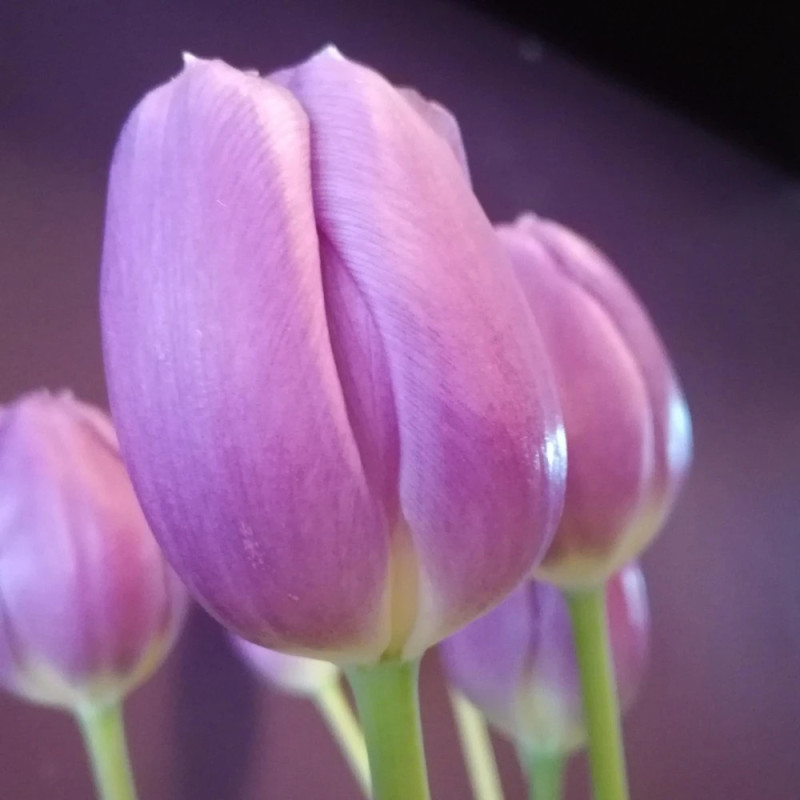 Bulbe de Tulipe Simple Tardive Violette Beauty