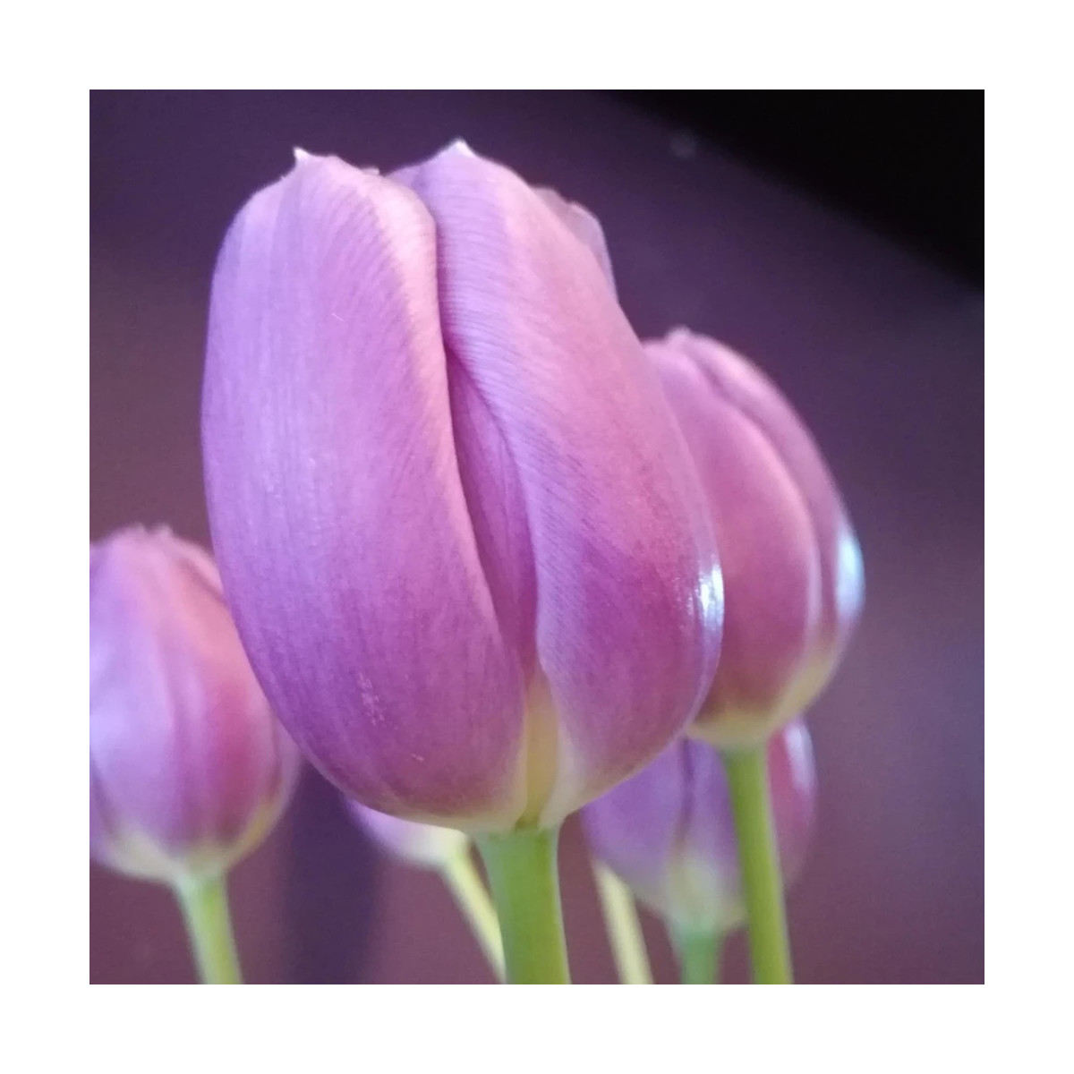 Bulbe de Tulipe Simple Tardive Violette Beauty