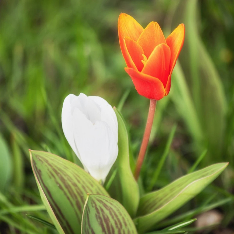 Bulbe de Tulipe greigii Cap Cod