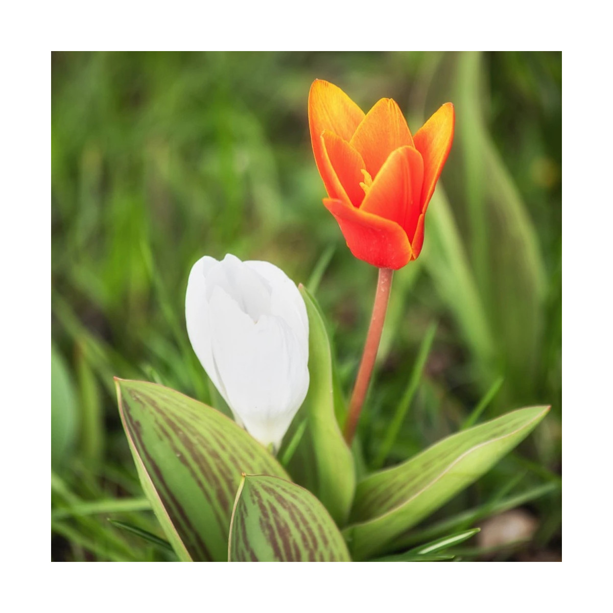 Bulbe de Tulipe Greigii Cap Cod