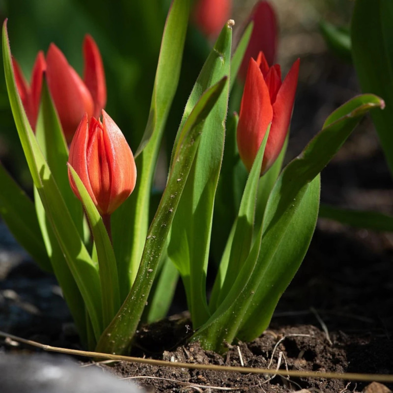 Bulbe de Tulipe greigii Chaperon Rouge